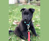 Chili, a Chow Chow and American Pit Bull Terrier mix tested with EmbarkVet.com