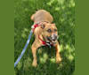 Butkus, an American Pit Bull Terrier and Boxer mix tested with EmbarkVet.com