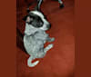 Kota, an Australian Cattle Dog and Boxer mix tested with EmbarkVet.com