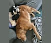 Ralph, an Australian Cattle Dog and American Pit Bull Terrier mix tested with EmbarkVet.com