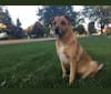 Chula, an American Village Dog tested with EmbarkVet.com