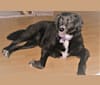 Photo of Sophie, a Rat Terrier, Labrador Retriever, Chow Chow, Golden Retriever, and Mixed mix
