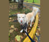 Koa, a Siberian Husky and Golden Retriever mix tested with EmbarkVet.com