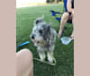 Jake, a Schnoodle tested with EmbarkVet.com