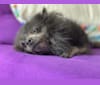 Bat Boy, a Pomeranian tested with EmbarkVet.com
