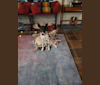 Ted, a Formosan Mountain Dog tested with EmbarkVet.com