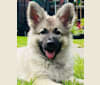 Bodhi a dog tested with EmbarkVet.com