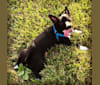 Smokey, an Australian Cattle Dog and Miniature Schnauzer mix tested with EmbarkVet.com