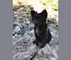 Photo of Rosco, an Australian Cattle Dog, Australian Shepherd, Border Collie, Rottweiler, and Mixed mix in Kansas, USA