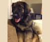 Photo of Nina, a Leonberger  in Los Angeles, California, USA