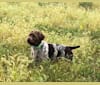 Photo of Rudy, a Wirehaired Pointing Griffon  in Belvue, KS, USA