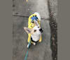 Phi, an East Asian Village Dog tested with EmbarkVet.com