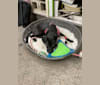 Minnie, an Australian Cattle Dog and Labrador Retriever mix tested with EmbarkVet.com