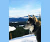Wile E., a Siberian Husky and German Shepherd Dog mix tested with EmbarkVet.com