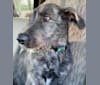 Photo of Noble, an Irish Wolfhound  in 9766 Marble Road, Machias, NY, USA