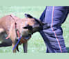Fatty, a Belgian Shepherd tested with EmbarkVet.com