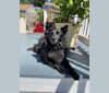Eleanor, a Schipperke and Chihuahua mix tested with EmbarkVet.com
