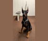Clyde, a Doberman Pinscher and German Shepherd Dog mix tested with EmbarkVet.com
