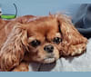 Arthur, a Cavalier King Charles Spaniel and English Toy Spaniel mix tested with EmbarkVet.com