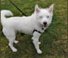 Kira, a Japanese or Korean Village Dog tested with EmbarkVet.com