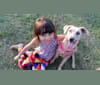 Peregrina, a Rottweiler and German Shepherd Dog mix tested with EmbarkVet.com
