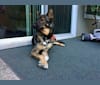 Sebastian, a German Shepherd Dog and Siberian Husky mix tested with EmbarkVet.com