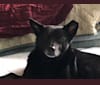 Bear Lincoln, a Formosan Mountain Dog and Shiba Inu mix tested with EmbarkVet.com