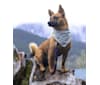 Ellie, a Pomeranian and German Shepherd Dog mix tested with EmbarkVet.com