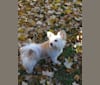 Foxie, a Pomeranian and Chow Chow mix tested with EmbarkVet.com