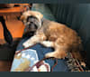 Photo of Trent, a Lhasa Apso, Shih Tzu, and American Eskimo Dog mix in SF, California, USA