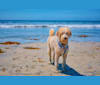 Laika, a Poodle (Standard) and Labrador Retriever mix tested with EmbarkVet.com