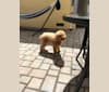 Photo of Kurumi, a Poodle (Small) (5.5% unresolved) in San Jose, California, USA