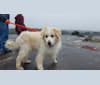 Sam, a Great Pyrenees and Chow Chow mix tested with EmbarkVet.com