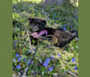 Freya, a Norwegian Elkhound and Golden Retriever mix tested with EmbarkVet.com