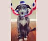 Photo of Harry, an Old English Sheepdog, American Pit Bull Terrier, and American Bulldog mix in Dallas, TX, USA
