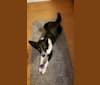 Kaylee, an Australian Cattle Dog and Alaskan Malamute mix tested with EmbarkVet.com