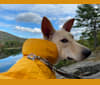 Hazel, a Formosan Mountain Dog tested with EmbarkVet.com