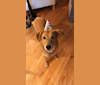 Ty, a Shetland Sheepdog and Chow Chow mix tested with EmbarkVet.com