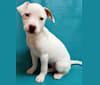 Fern, an American Pit Bull Terrier and Miniature/MAS-type Australian Shepherd mix tested with EmbarkVet.com