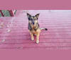 Doozie, a German Shepherd Dog and Australian Cattle Dog mix tested with EmbarkVet.com