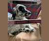 Kirby, a Llewellin Setter tested with EmbarkVet.com