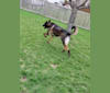 Photo of JACK, a German Shepherd Dog, Dutch Shepherd, Belgian Malinois, and Mixed mix in Chicago, IL, USA