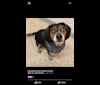 Loki, a Beagle tested with EmbarkVet.com
