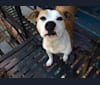 Photo of Samantha, an American Pit Bull Terrier  in Lansing, Michigan, USA