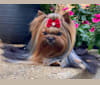 Photo of Nova, a Yorkshire Terrier  in Russia, Moscow Oblast, Russia