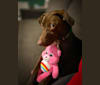 Dziewanna, a Labrador Retriever and Border Collie mix tested with EmbarkVet.com