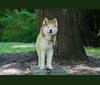 Photo of Buck, a Siberian Husky  in Blue Ridge Mountains, United States