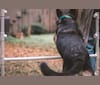 Myla, a German Shepherd Dog and Border Collie mix tested with EmbarkVet.com