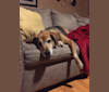 Photo of Hurley, a Beagle, Chow Chow, Labrador Retriever, and Siberian Husky mix in Melbourne, Florida, USA