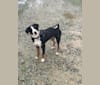 Sasja, an Appenzeller Sennenhund tested with EmbarkVet.com